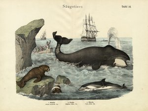 Ssaki, ok. 1860 autorstwa German School